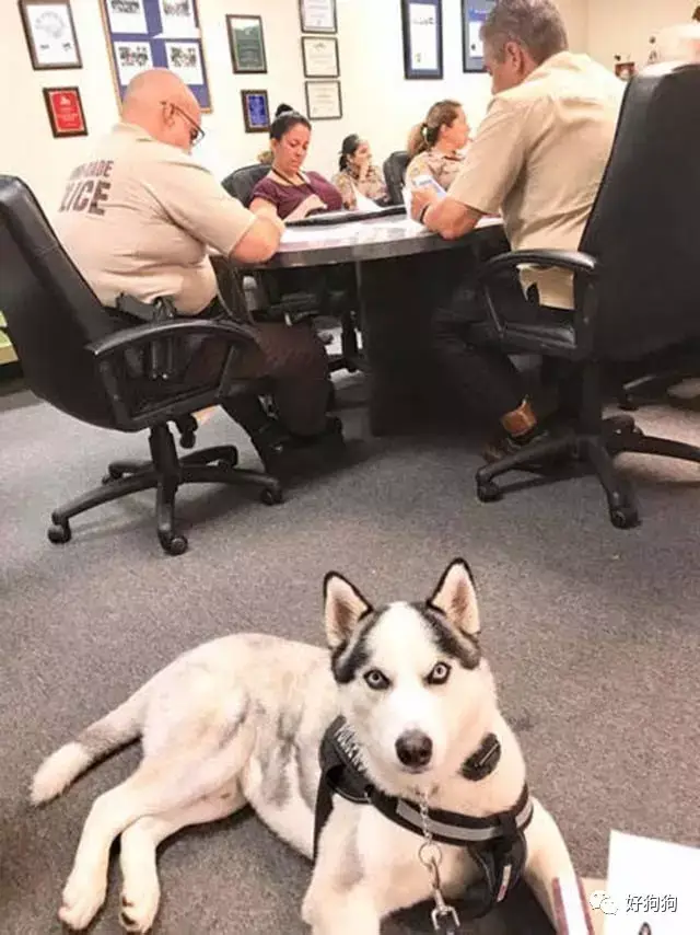 你相信吗,这次哈士奇真的去当警犬了!