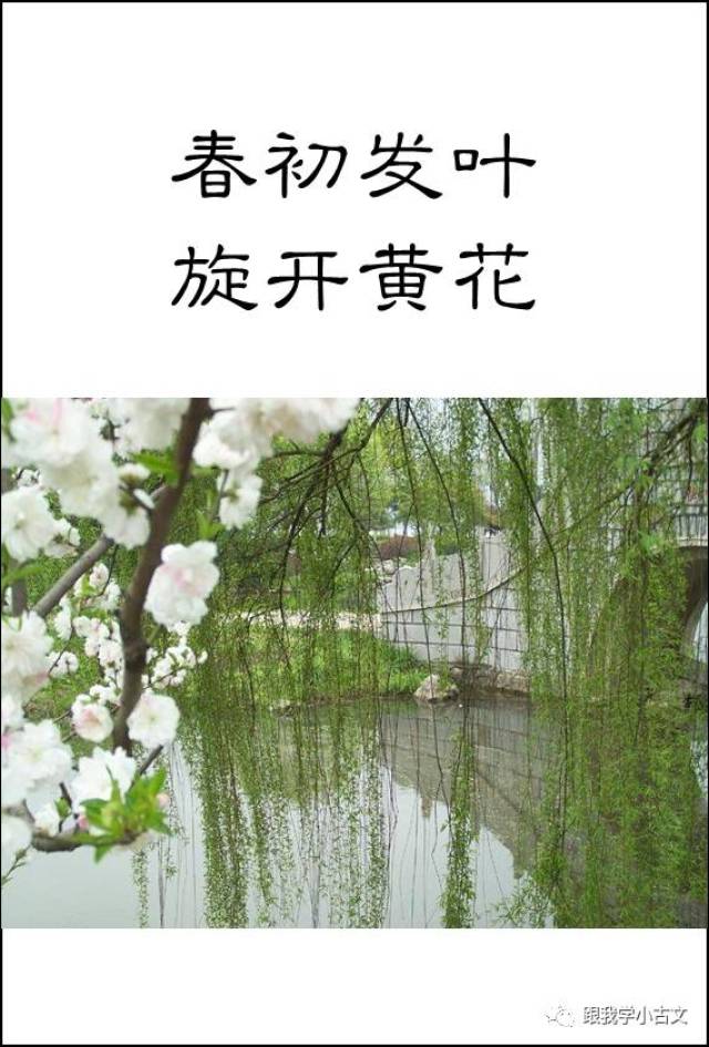 【跟我读小古文】17.杨柳