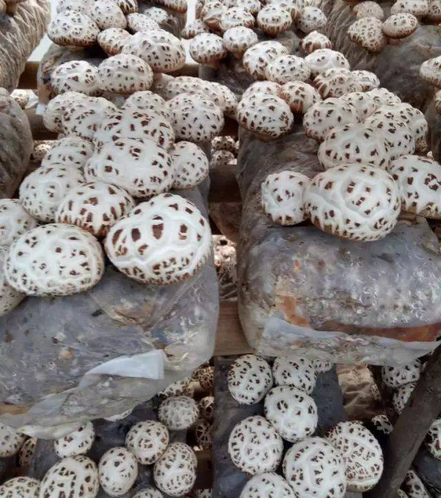 产地食材 | 泌阳地标特产花菇:在花菇中绽放的姑娘