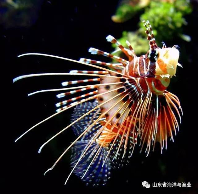 海洋鱼类推介丨狮子鱼:很美也很毒,唯一的天敌是