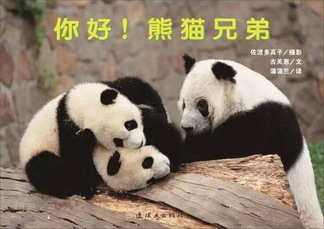 撒娇,打滚,爬树 一家三口的幸福生活开始上演 熊猫是独居动物 这对