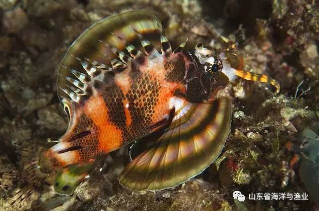 海洋鱼类推介丨狮子鱼:很美也很毒,唯一的天敌是