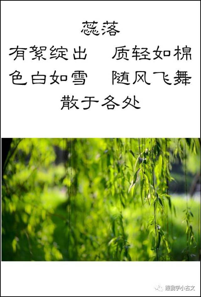 【跟我读小古文】17.杨柳