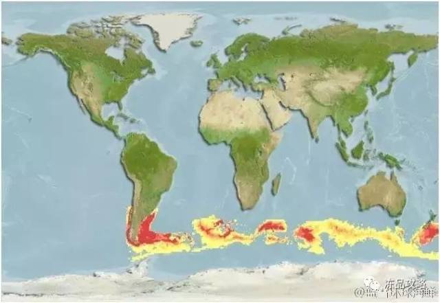 栖息于南大西洋,南太平洋和南印度洋,南冰洋的海沟,大陆架或与南极