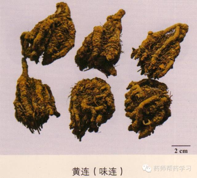 203味常用中药的鉴别及彩图图谱(史上最全解析)