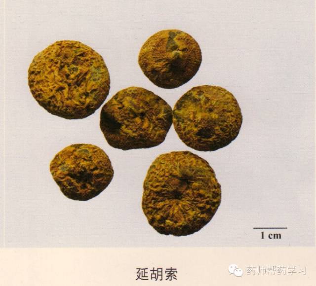 延胡索:罂粟科,块茎入药