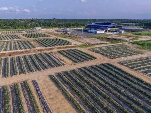 马来西亚凤梨年底将登陆中国市场,厄瓜多尔菠萝出口稳步增长