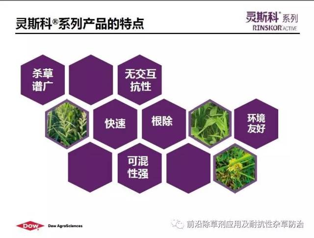 灵斯科对水稻耐抗性杂草应用实践