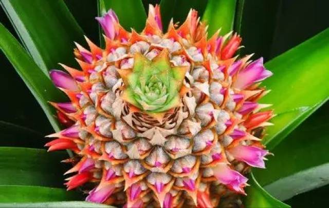 马来西亚凤梨年底将登陆中国市场,厄瓜多尔菠萝出口稳步增长