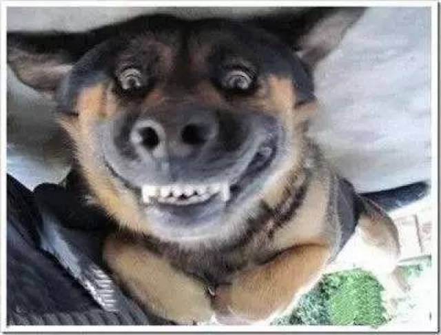 大连开通多乘员车辆专用道,单身汪慌了:得赶紧找对象!