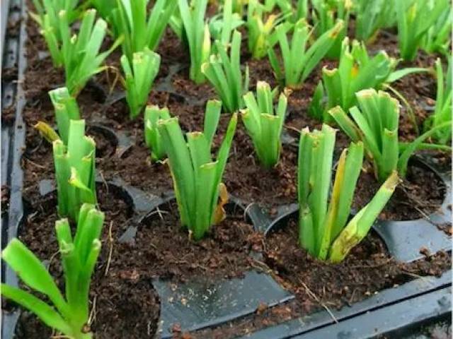 马来西亚凤梨年底将登陆中国市场,厄瓜多尔菠萝出口稳步增长