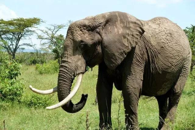 中国人走私100斤琥珀,在俄罗斯被抓,将判刑7年!违法的东西不能