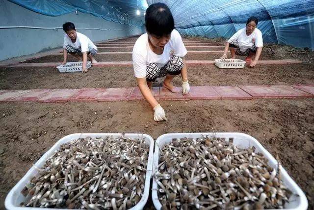 很多人都认为鸡枞菌是不能人工种植的,它生长中需要白蚁帮忙.