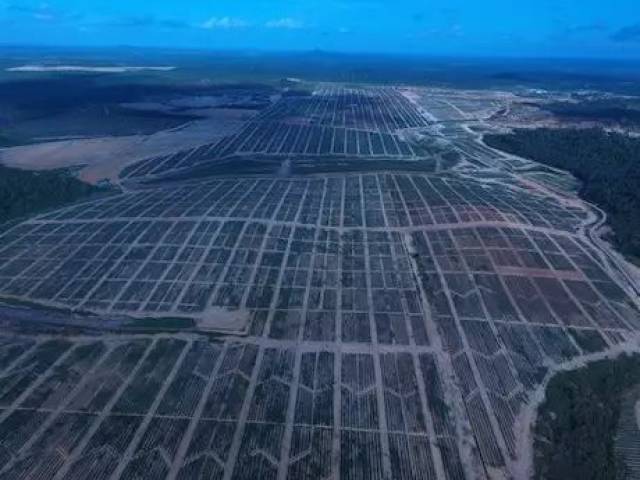 马来西亚凤梨年底将登陆中国市场,厄瓜多尔菠萝出口稳步增长