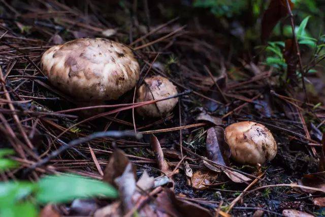 松茸云腿月饼 _ 松茸是一种纯天然的珍稀名贵食用菌类,被誉为"菌中之