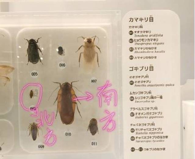 在兔子看来 南北方蟑螂的差异应该