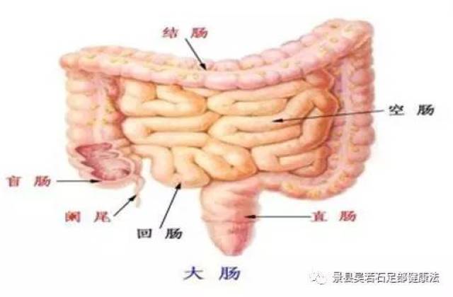 大肠反射区