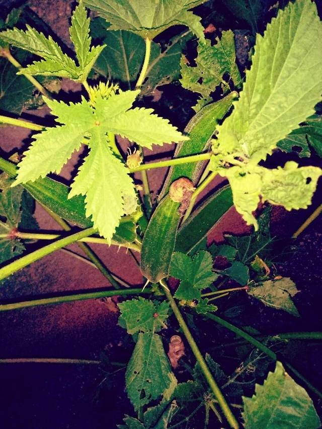 淄川龙泉镇刘徽故里探源