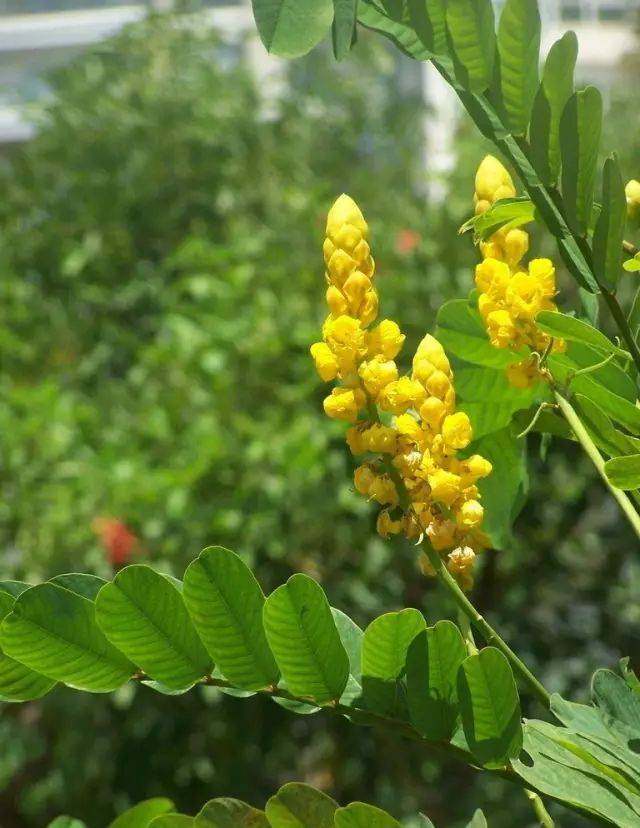 九月,这些植物花开正好