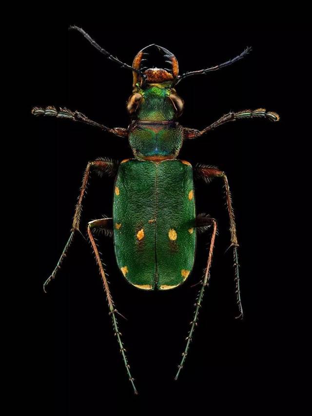 绿虎甲 green tiger beetle( cicindela campestris