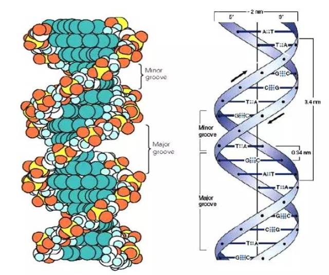 1953丹麦生物学家约翰逊根据希腊文"给予生命"之义,创造了"基因(gene)