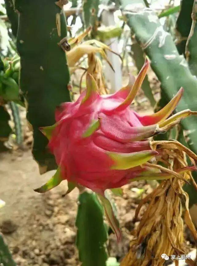 砥砺奋进的五年|蓟州红心火龙果丰收 成熟期长