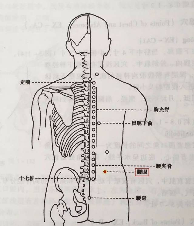 常用奇穴·背部穴之腰眼 | 穴位常识