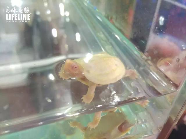 2017上海龟谷展回顾:南北龟界联手碰撞出新火花!