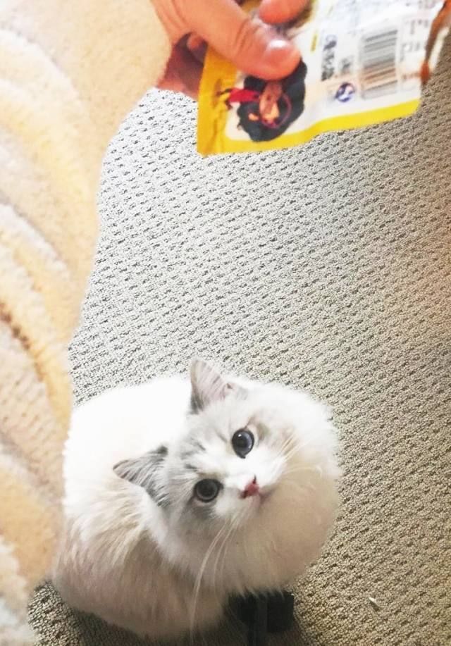 人和猫的合影图片女 aba5acea966740c1b3ef73bef54e0e79.jpeg