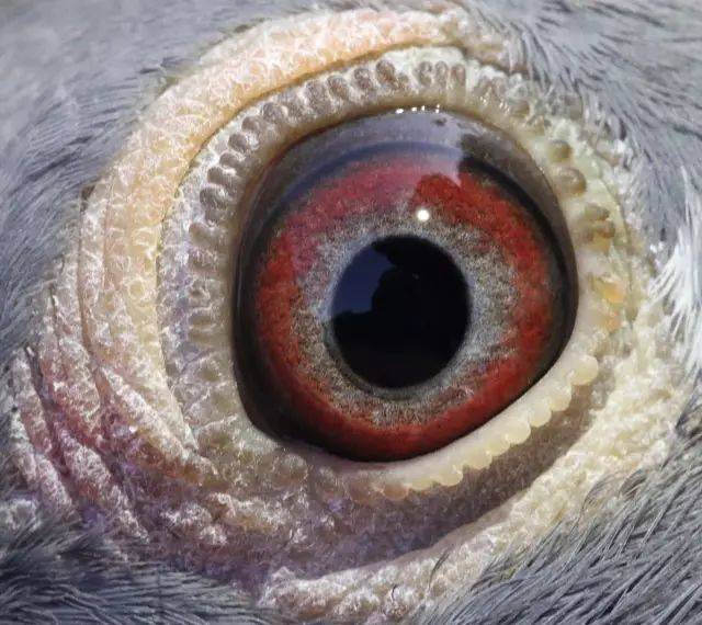 搜鸽网CEO杨总力荐梅克姆菌毒杀!现买鸽药免