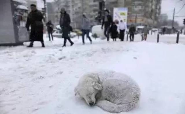 冰天雪地,这只狗狗就要被冻僵了.