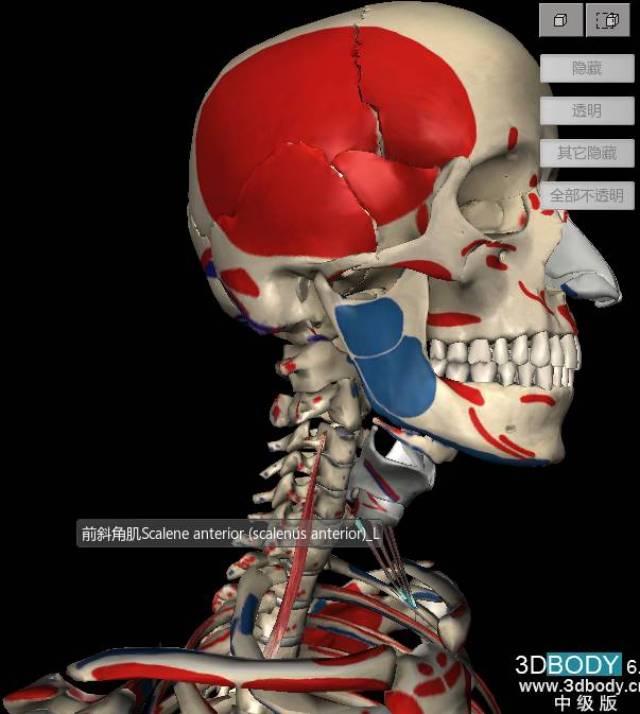 scalene muscle