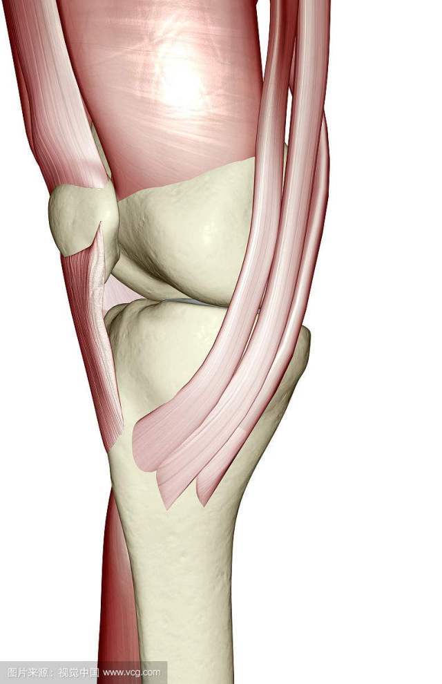 原本起稳定作用的两个肌肉群现在使膝关节间隙变窄,造成膝关节在动态