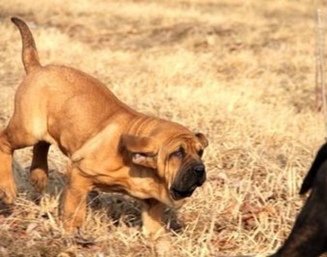 巴西菲勒犬丨一种能将柔情与凶猛收放自如的犬类