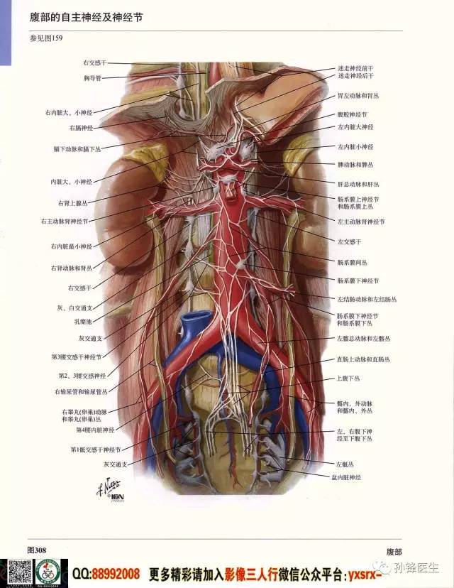 医学干货|超高清的医学解剖图(下)