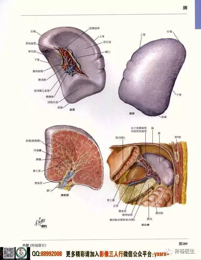 医学干货|超高清的医学解剖图(下)