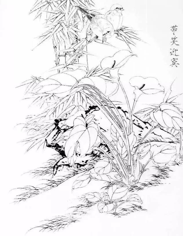 花卉禽鸟白描画稿欣赏