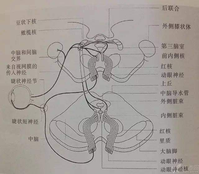瞳孔的交感神经支配(引自《神经眼科—wills 临床眼科彩色图谱