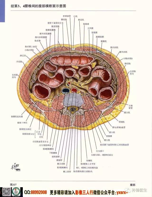 医学干货|超高清的医学解剖图(下)