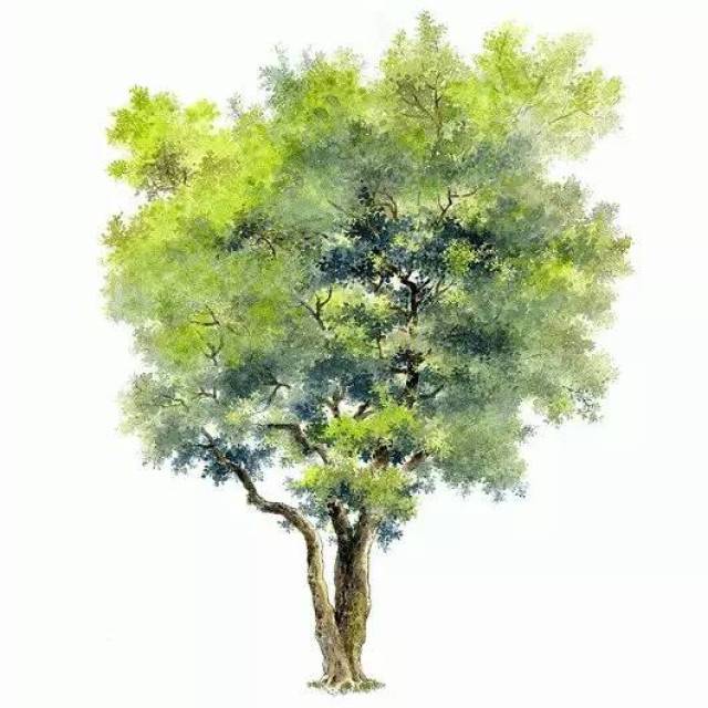 100种水彩树的画法