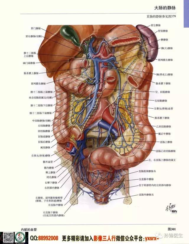 医学干货|超高清的医学解剖图(下)