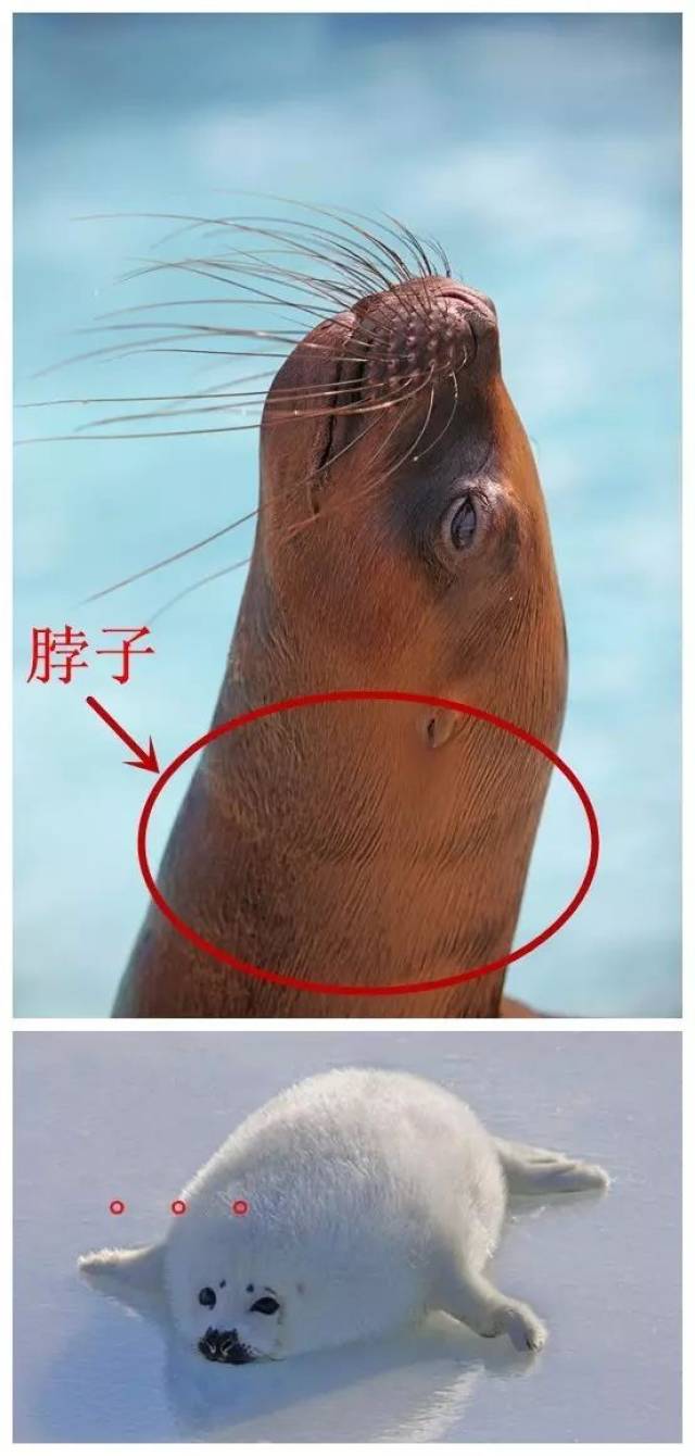 海狮和海豹的区别