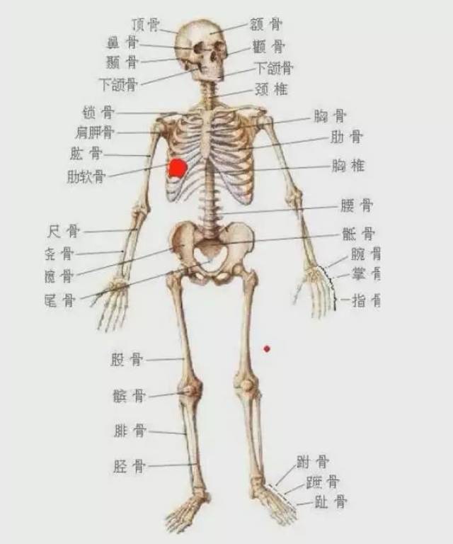 人体运动规律 ·详细讲解人体整体结构以及运动规律