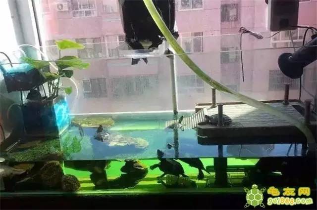 水龟环境的应如何布置,为新手解惑.
