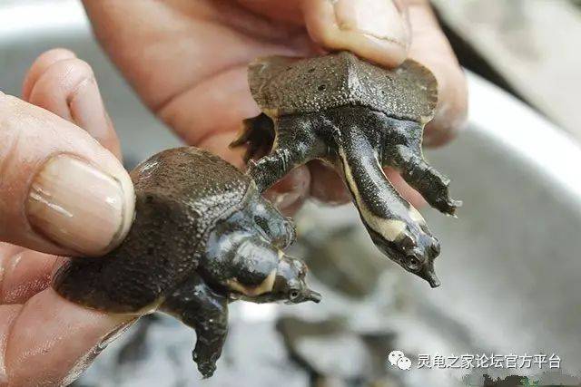 中国出产的四大鳖类 中华鳖 山瑞 鼋 斑鳖