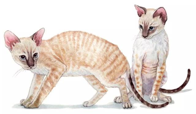 猫去了喵星球 b6c40df672a54b3d952cf77511f0d751.jpeg