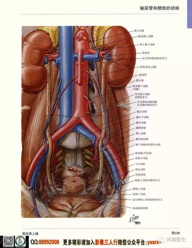 医学干货|超高清的医学解剖图(下)