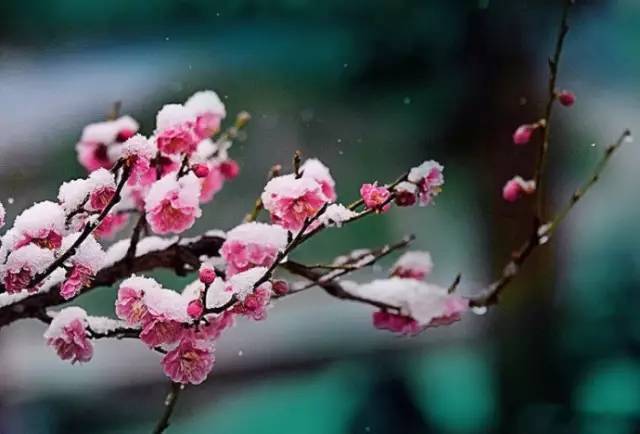 笛子梅花泪真是太美了