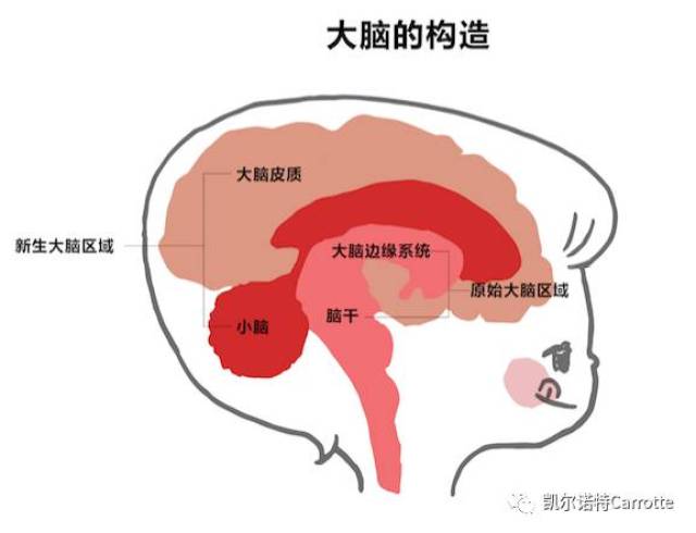 了解宝宝味觉的秘密,让孩子成为餐桌上的捧场王