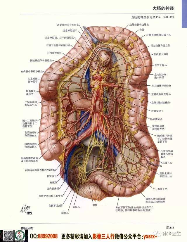 医学干货|超高清的医学解剖图(下)